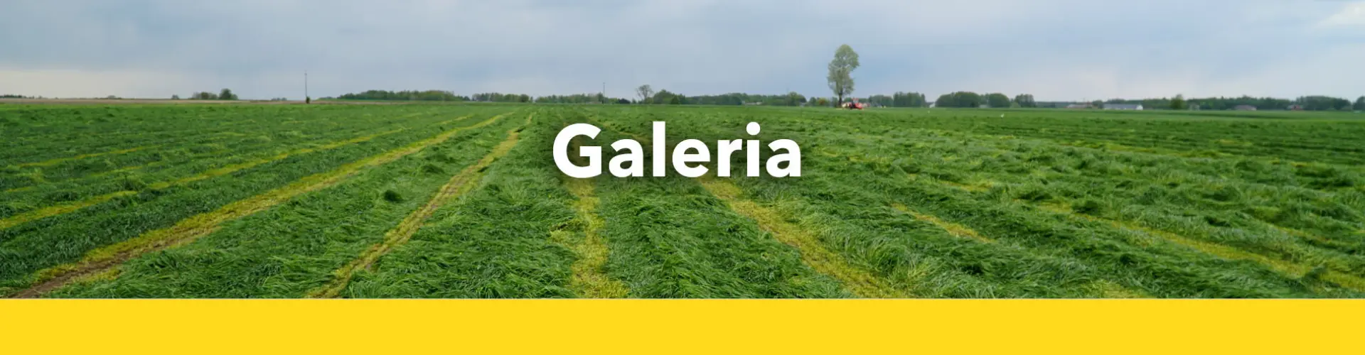 POPLON_5_galeria_barenbrug