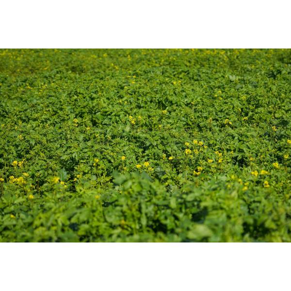 NemaProtect- Mieszanka poplonowa