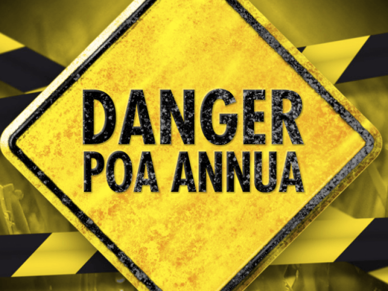 Koszmar wszystkich opiekunów terenów zielonych