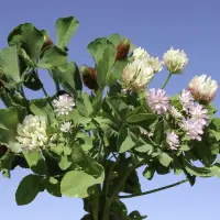 Planujesz wiosenne podsiewy użytków zielonych i lucerników?