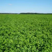 Lucerna Yellow Jacket & Gospodarstwo Rolne SNELA