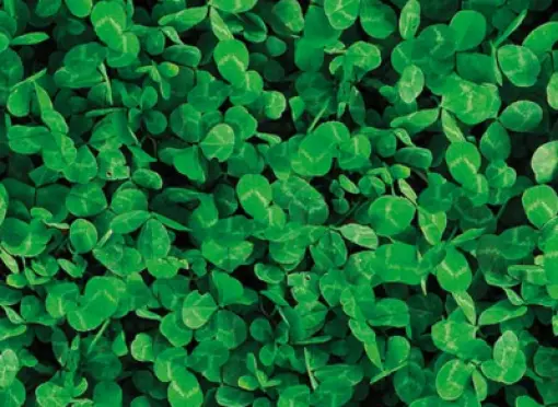 Header-Lawn-Clover-small