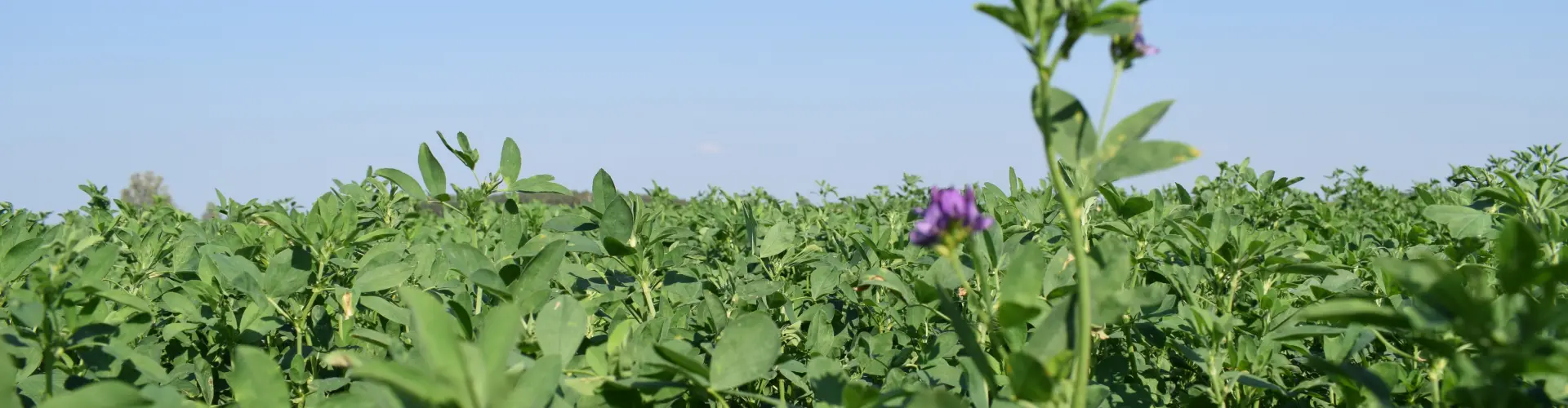 head_lucerne_mixtures