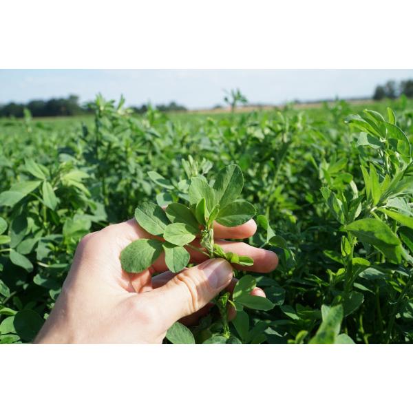 Liście lucerny zawierają najwięcej cennego białka