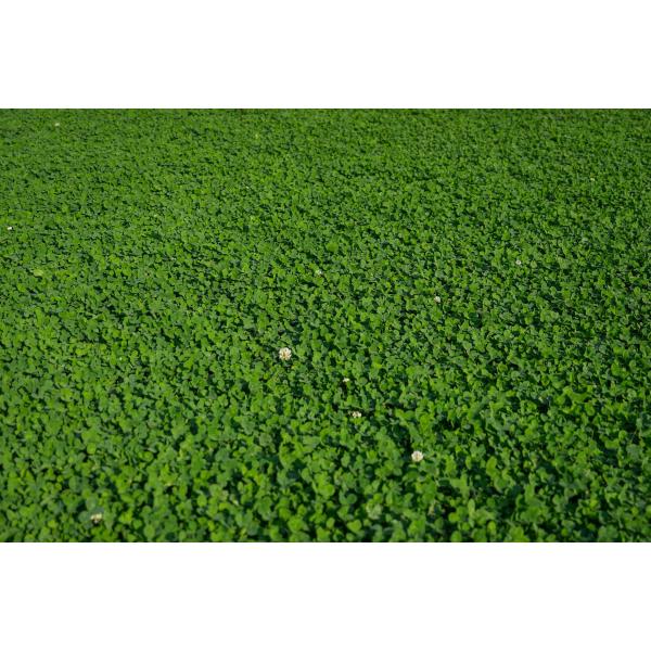 LAWN CLOVER