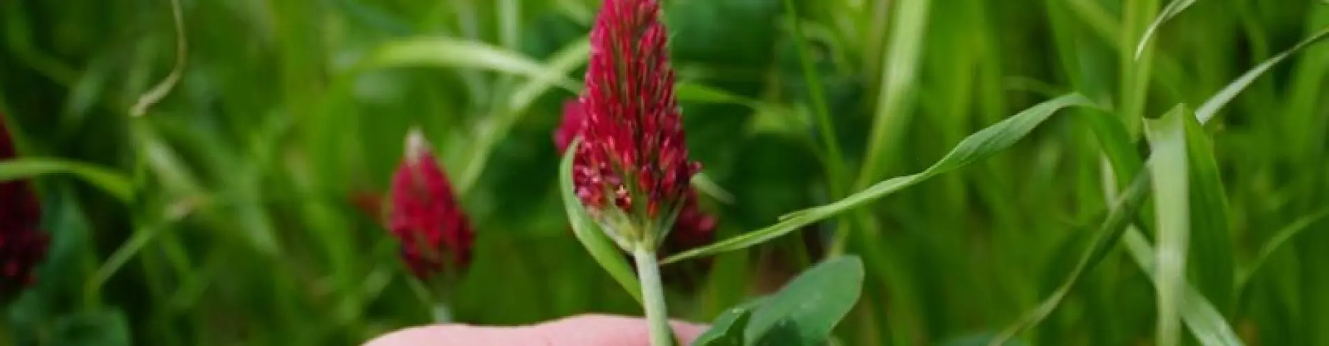 Koniczyny-to-idelany-dodatek-do-traw