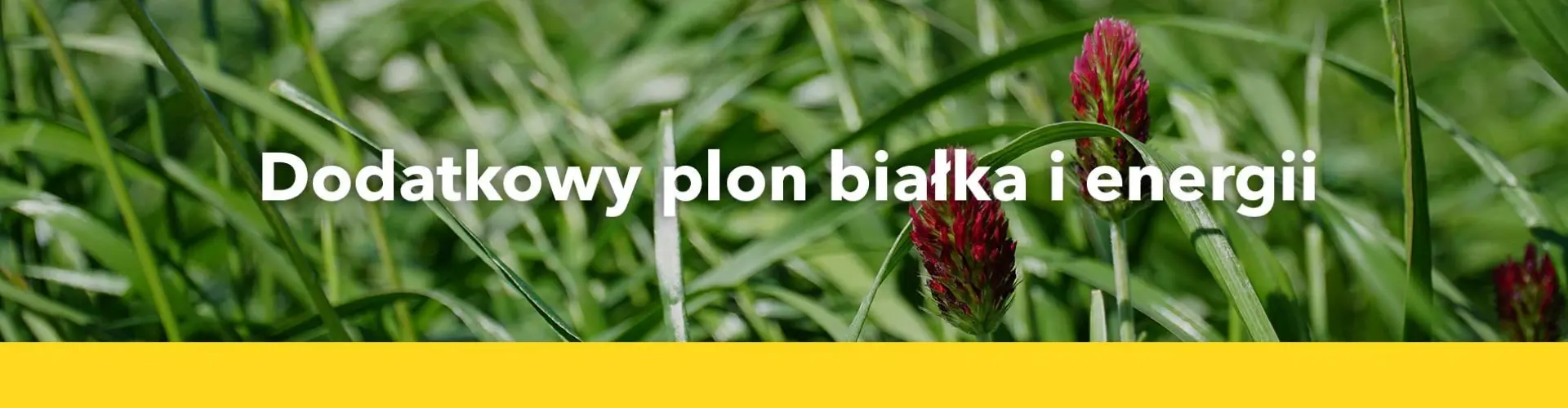 POPLON_1_szybki-plon-bialka-i-energii