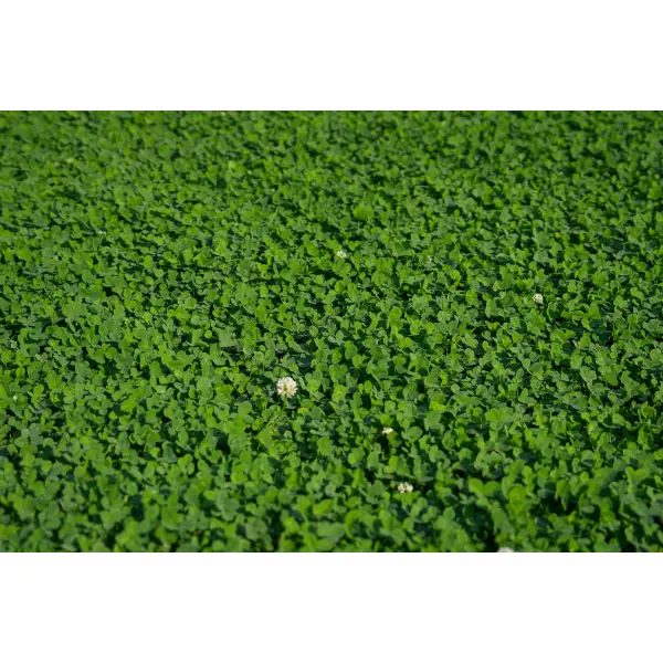 LAWN CLOVER