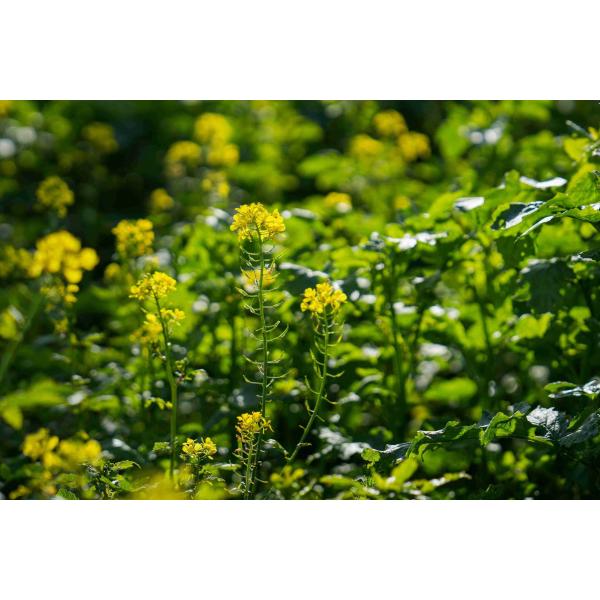 NemaProtect- Mieszanka poplonowa