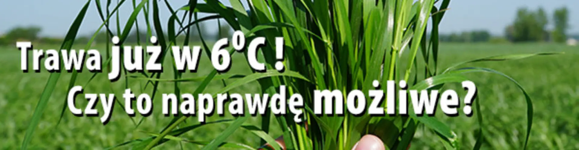 BARENBRUG_NAGLOWEK_TRAWA