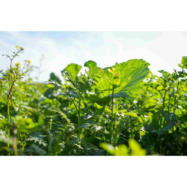 NemaProtect- Mieszanka poplonowa