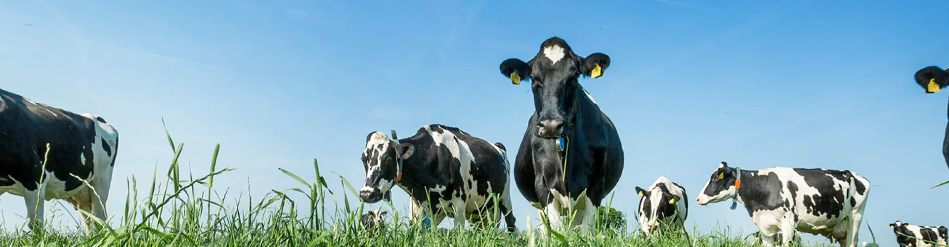 head_grass_varieties_timothy