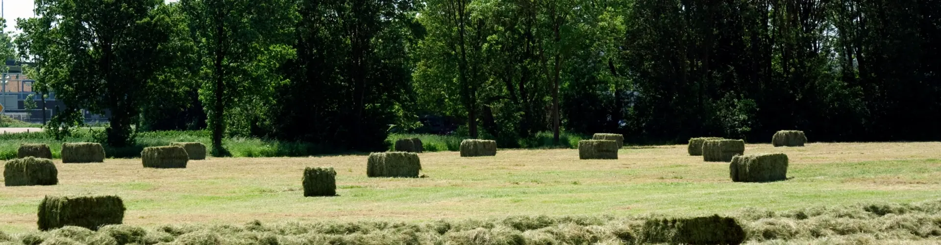 header_hay_master