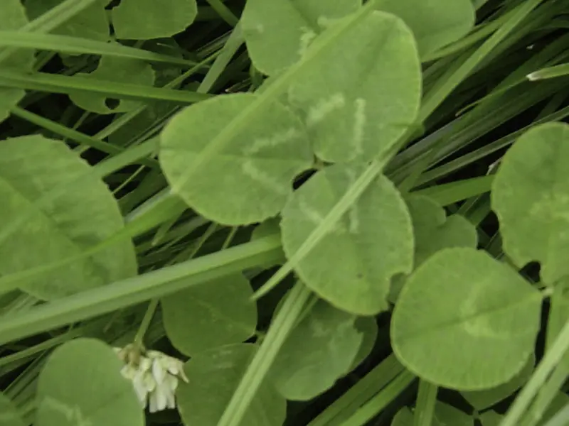 Grass-clover_DSC00543