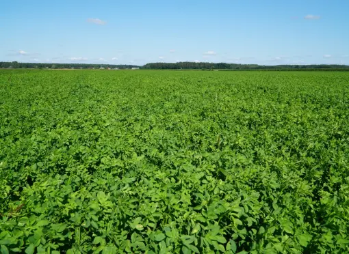 Lucerna daje wyrównany plon przez cały sezon