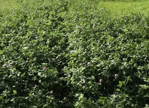 Cenne-białko-dzieki-koniczynom-ProtaFix