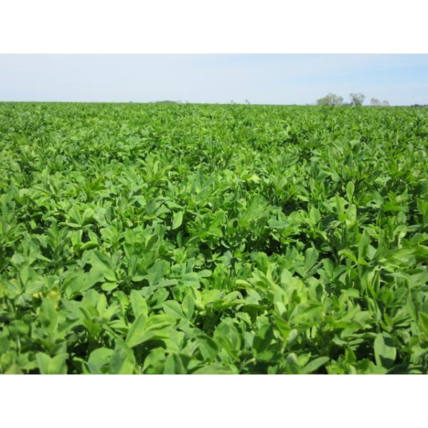 lucerna YellowJacket2