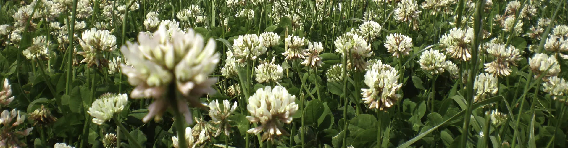 header_klaver_P7020724_0