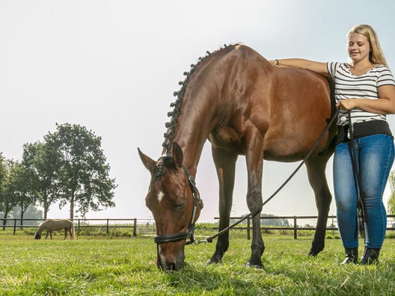 Zielona i bujna łąka dla koni