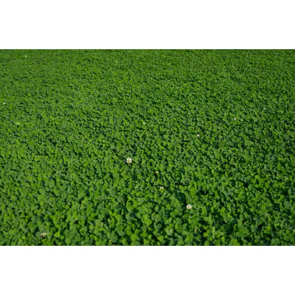 LAWN CLOVER