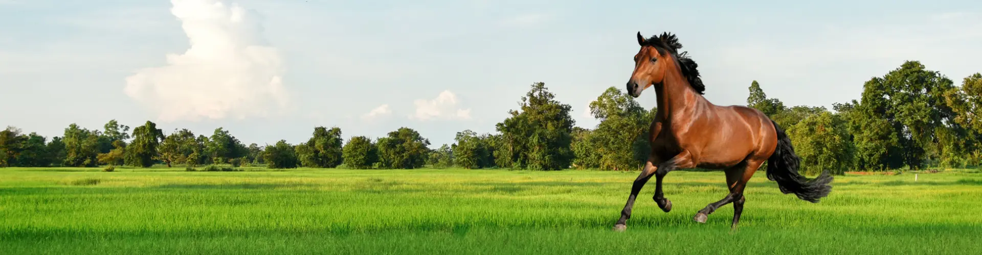 Horsemaster_header_2021_06