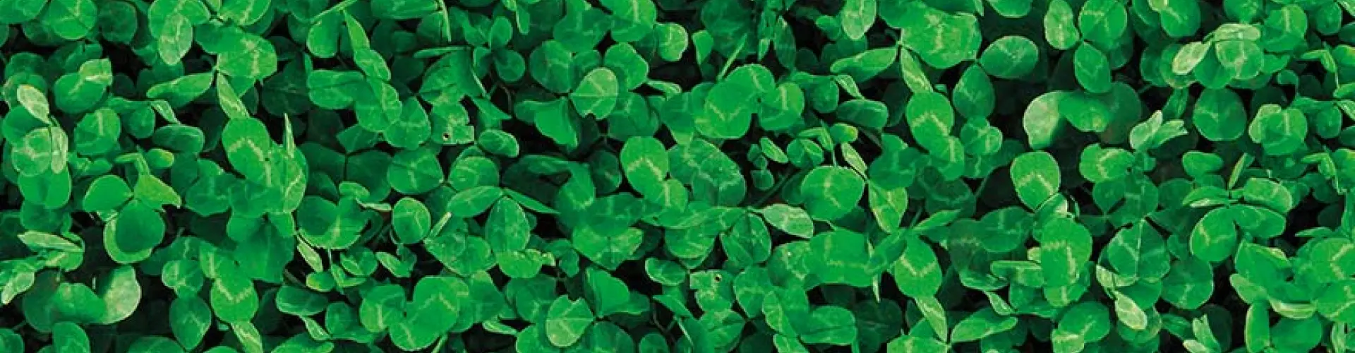 Header-Lawn-Clover