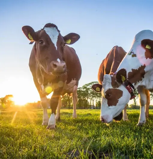 category-tile-1-510x531