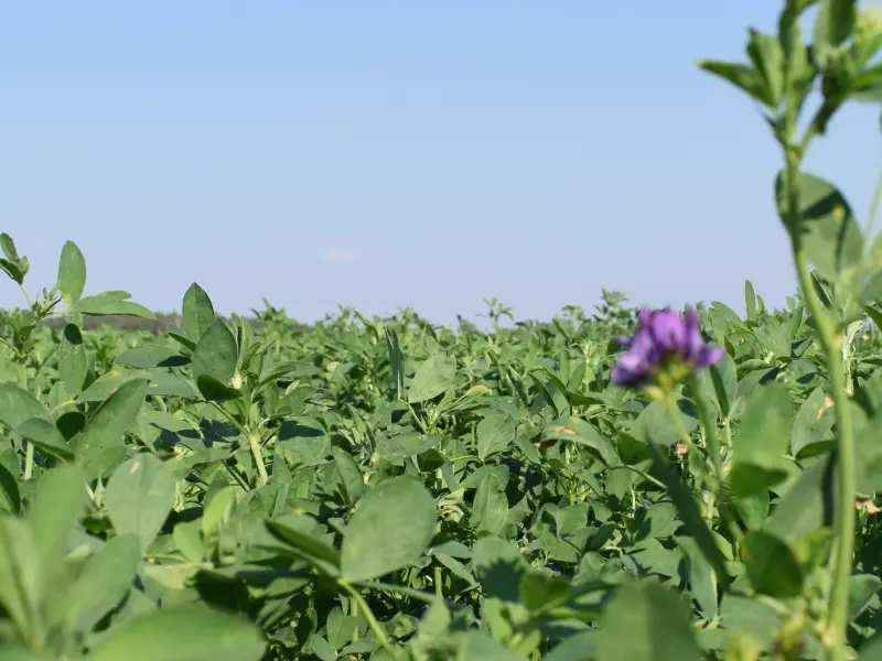 head_lucerne_mixtures