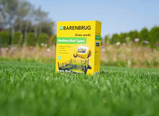 Resilient Blue Lawn 2